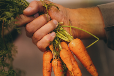 Close-up of a hand holding freshly harvested carrots with green tops.