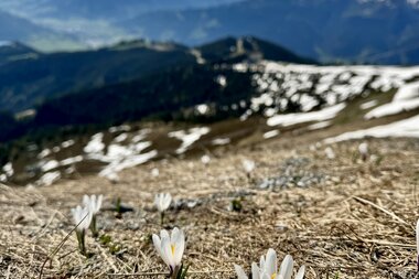 Spring in the mountains with white spring flowers in the foreground and snow-covered peaks in the background. | © Zell am See-Kaprun Tourismus