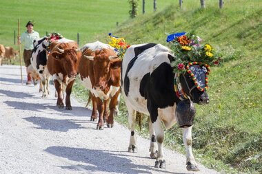  Traditionally decorated cows at the Almabtrieb | © Zell am See-Kaprun Tourismus