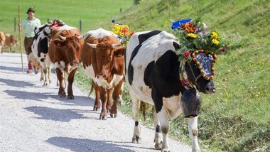  Traditionally decorated cows at the Almabtrieb | © Zell am See-Kaprun Tourismus
