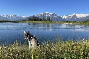 A dog standing in a meadow with colorful flowers near a lake, with snow-capped mountains in the background under a clear sky. | © Edith Danzer