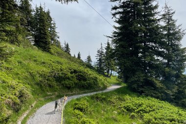 A hiking trail through a forested, hilly landscape with a dog on a leash walking ahead. | © Edith Danzer