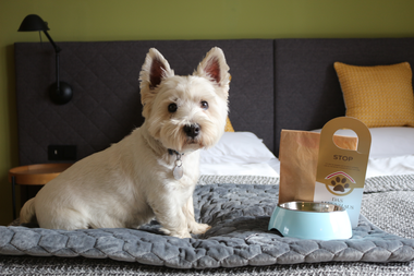 Dog in a hotel room sitting on a bed with gray cover, near a food and water bowl, with a pet bed and a pillow in the background. | © DAS ALPENHAUS HOTELS & RESORTS