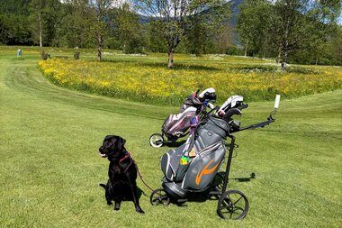 A dog sitting next to golf bags on a golf course with trees, meadows, and mountains in the background. | © Antonia Schäfer
