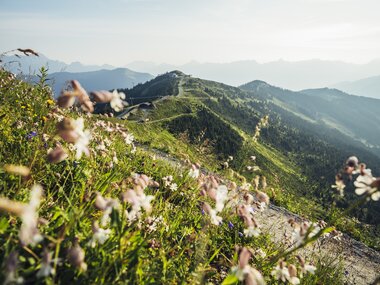 Flowers and herbs on the Schmittenhöhe with a view of the surrounding mountains at sunrise. | © Zell am See-Kaprun Tourismus