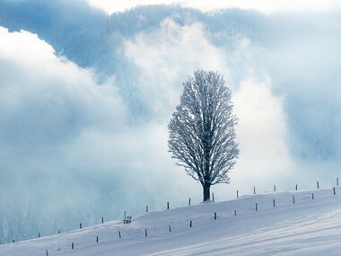 Solitary tree in snowy winter landscape on a hillside, with clouds in the background. | © Zell am See-Kaprun
