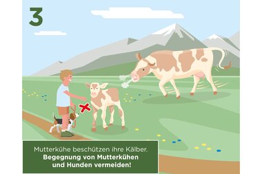 Illustration of a person, mother cow, and calf in a meadow with mountains in the background, providing safety information about mother cows. | © Zell am See-Kaprun Tourismus