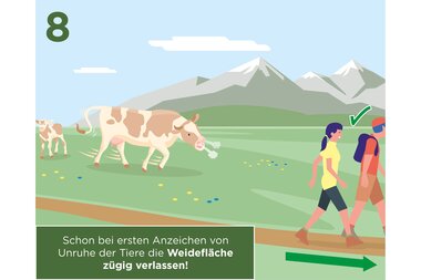 Hikers walking in a grassy landscape with cows and mountains in the background, with a green mark and a reminder about animal disturbance. | © Zell am See-Kaprun Tourismus