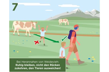 Hiker in a meadow with cows, following safety rules when approaching livestock. | © Zell am See-Kaprun Tourismus