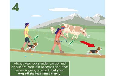 Hiker with a leash, dog running ahead of a herd of cows in a green landscape with mountains in the background. | © Zell am See-Kaprun Tourismus